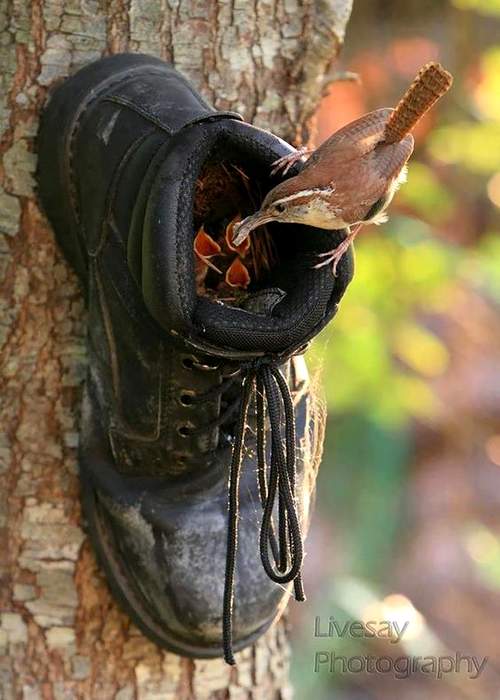 Nids pour oiseaux original en forme de chaussure