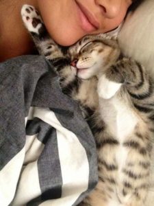 chat qui fait la sieste avec sa maîtresse