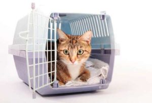 chat qui a peur de sortir de sa cage de transport