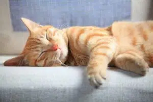 jolie chat roux qui fait la sieste