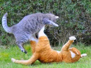 jeux de combat entre deux chats
