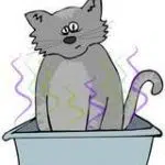 Une litière chat sans odeur : c'est possible avec des solutions simples