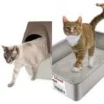 Bien choisir le bac à litière ouvert ou fermé de son chat