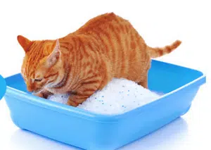 Chat faisant ses besoins dans la litière en silice