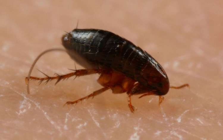 34 HQ Photos Cat Fleas Symptoms On Humans / Do Fleas Live In Carpet How Long | Review Home Decor