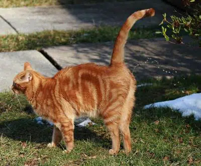Ce chat marque son territoire avec de l'urine