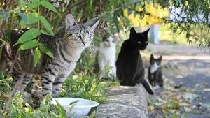 Plusieurs chats qui vivent ensemble peuvent marquer un même territoire  